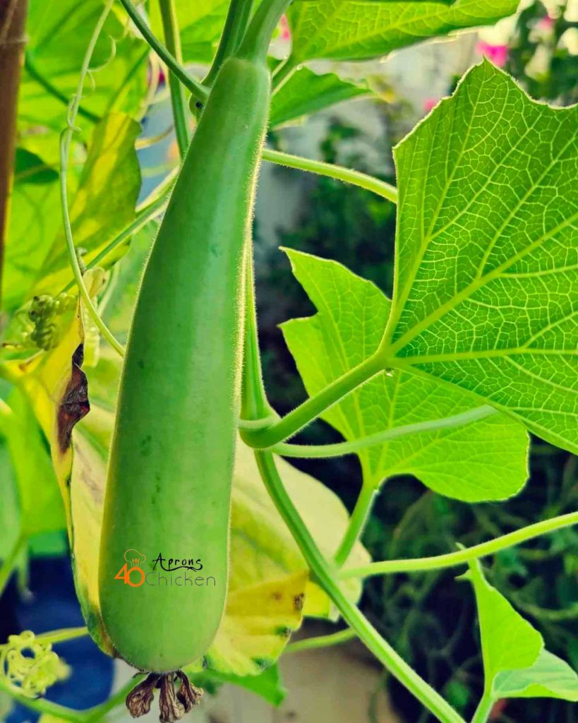 bitter bottle gourd 5 Poisonous Foods That Can Kill You